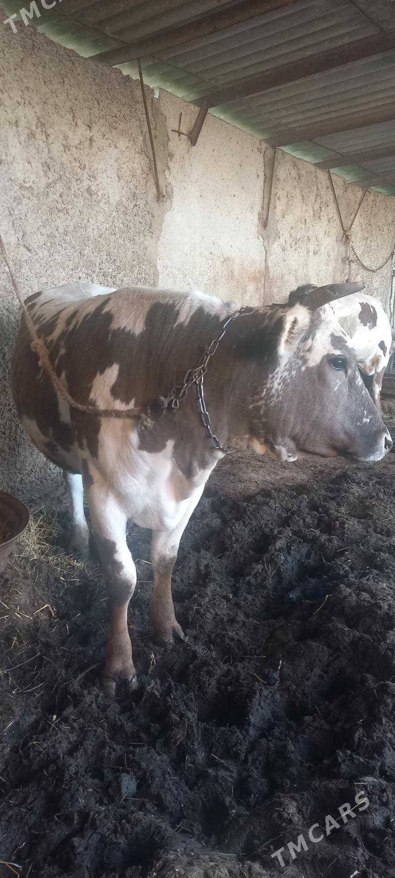 Ökuz tuwe - Гёкдепе - img 1