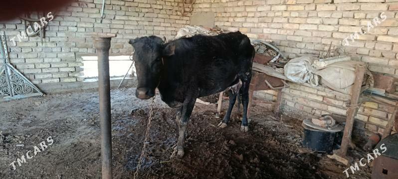 Sygyr - Mary - img 1