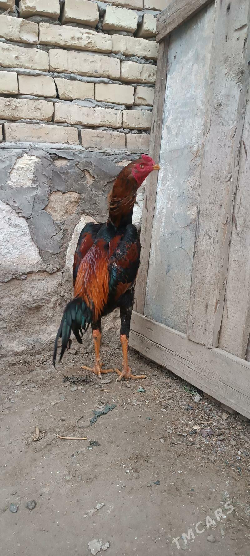 bayes horaz - Керки - img 1