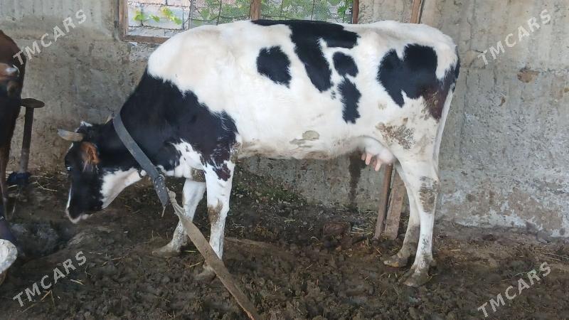 3 goleli sygyrlar - Гёкдепе - img 1