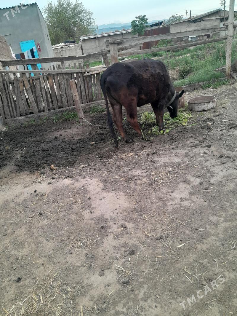 Göle - Ýaşlyk - img 1