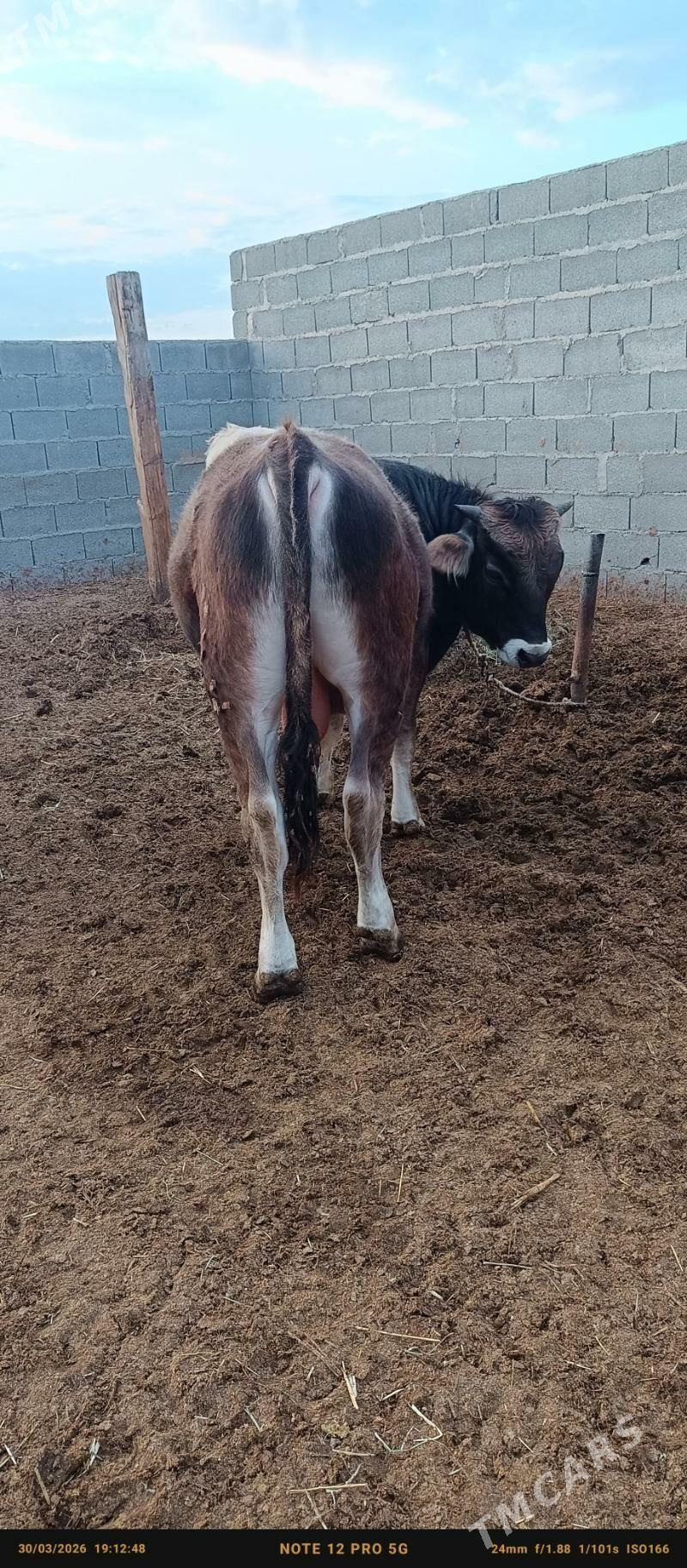 okuz - Бахарден - img 1