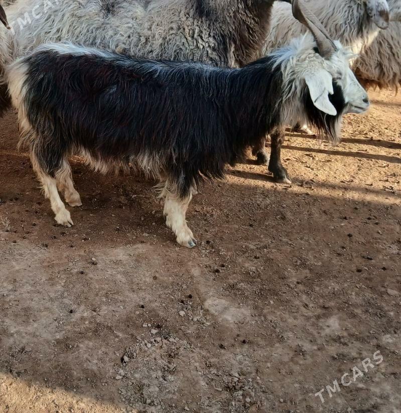 Geci - Туркменбаши - img 1