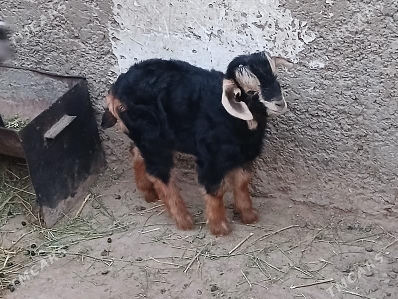 Owlak - Туркменбаши - img 1