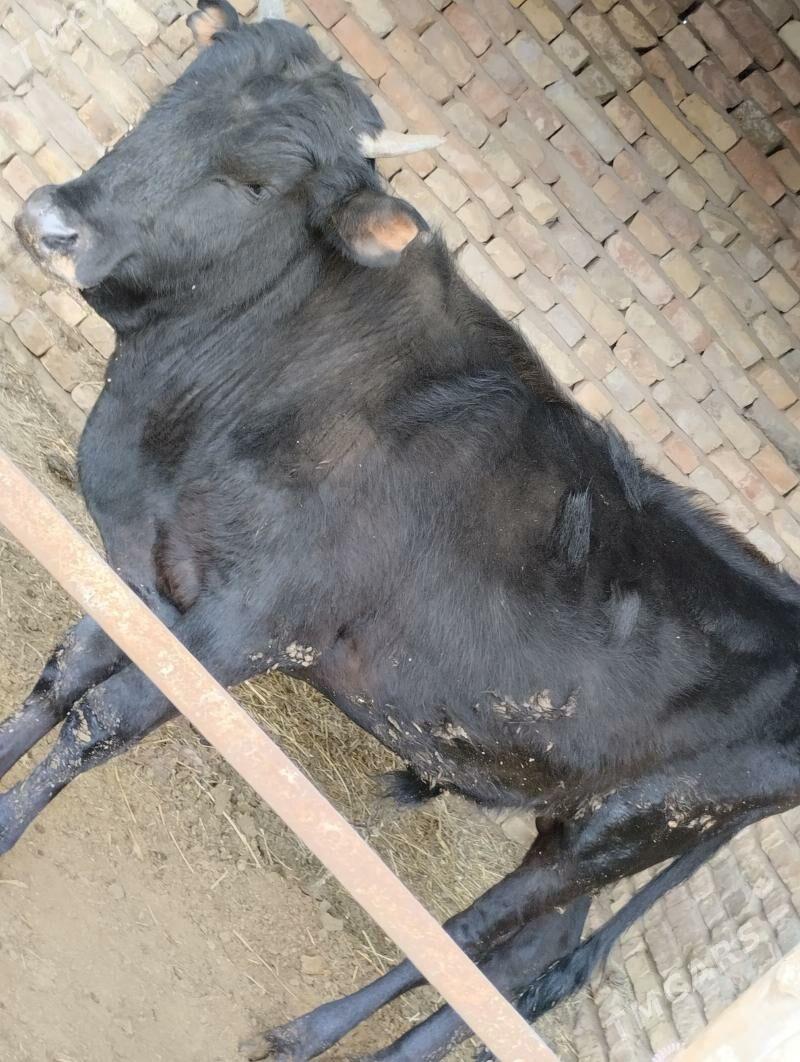 Okuz - Туркменабат - img 1