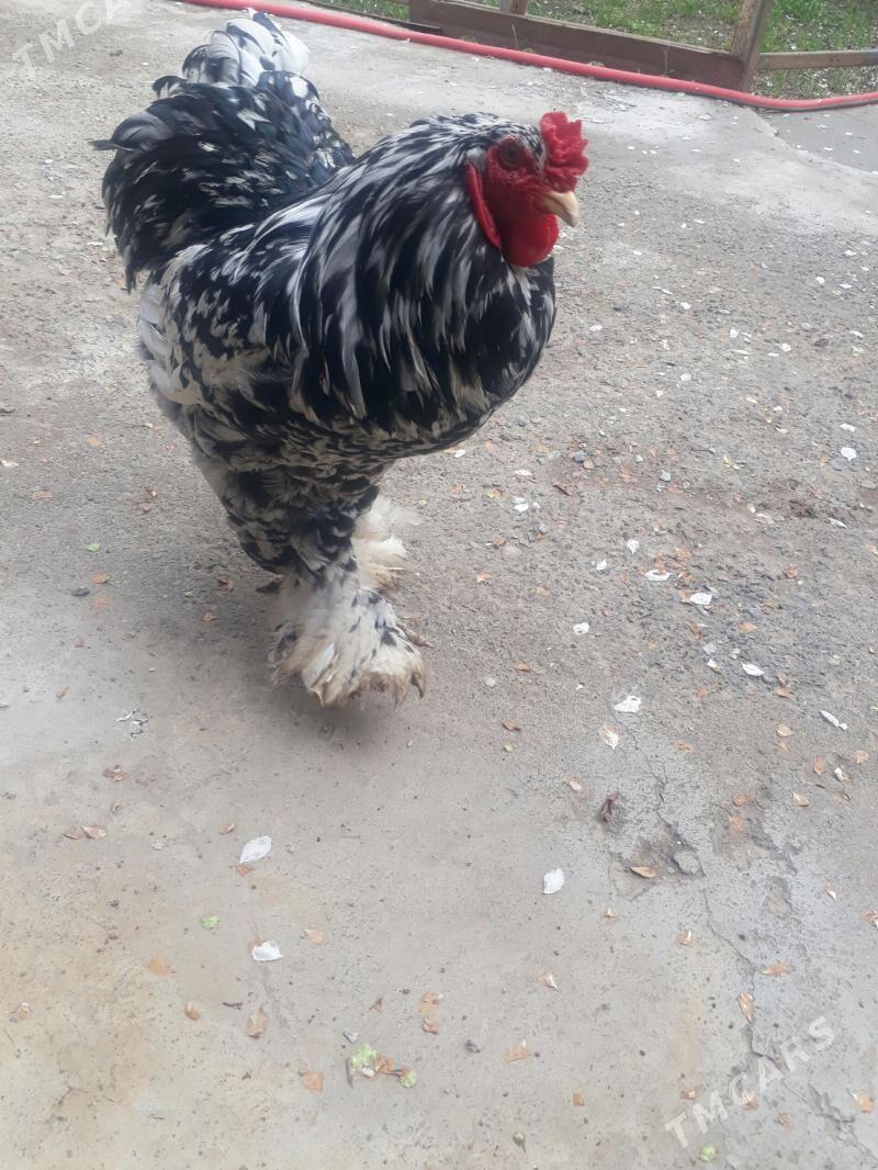 брама brama - Дашогуз - img 1