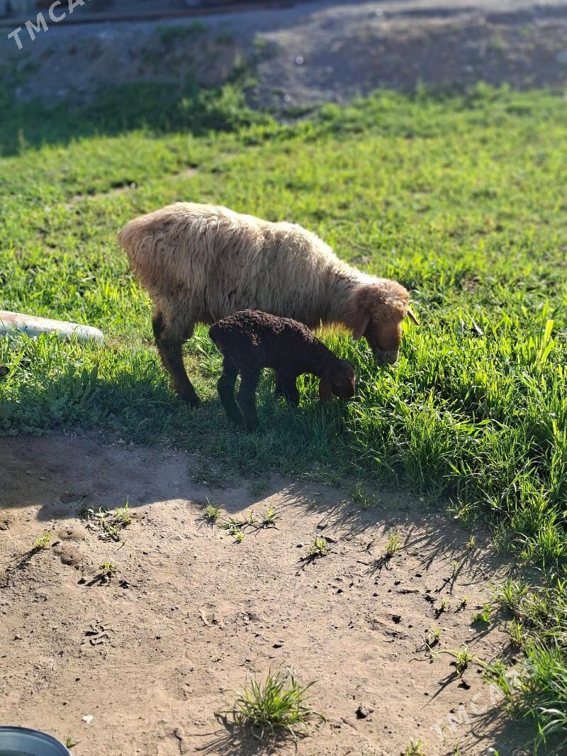 guzuly goyun - Гёкдепе - img 1