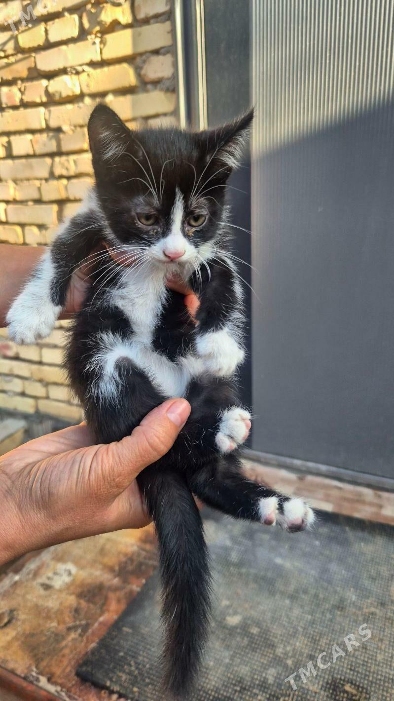 котята - Туркменабат - img 1