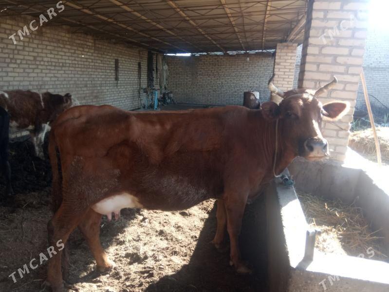 saglyk sygyr - Сакар - img 1