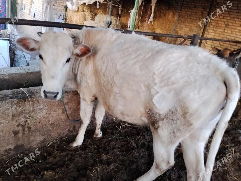 SYGYR ŞAROLLA - Чарджоу - img 1