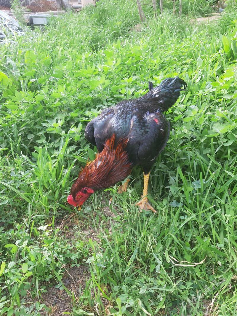 horaz - Mary - img 1