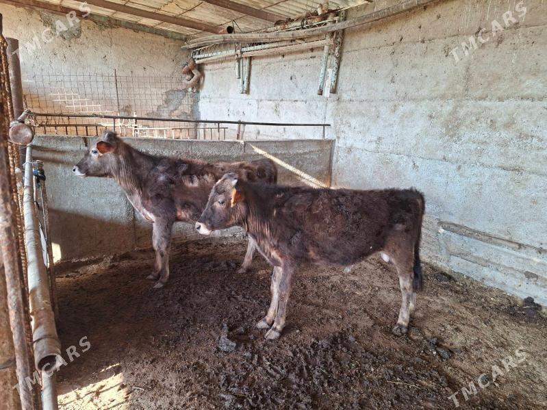 okuz - Gökdepe - img 1