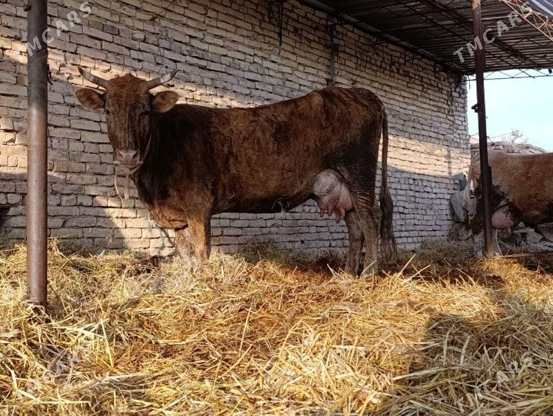 svet saglyk - Чарджоу - img 1