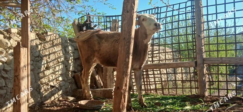 TOHUM TUWE SIMENTAL - Бахарден - img 1