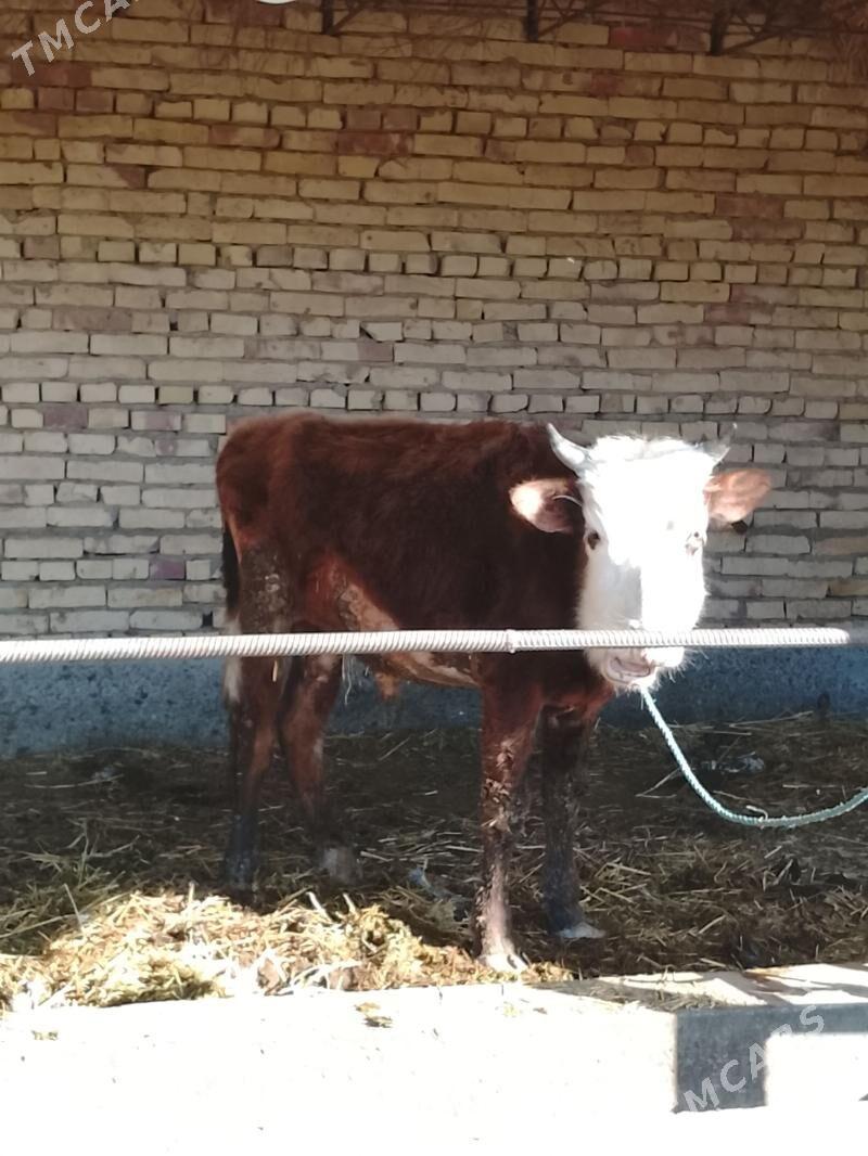 okuz - Dänew - img 1