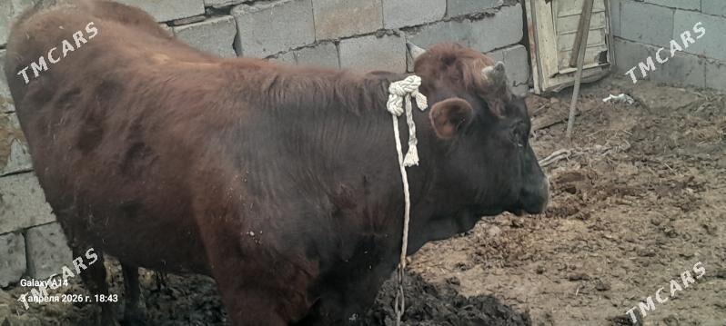 sygyr,okuz - Бахарден - img 1