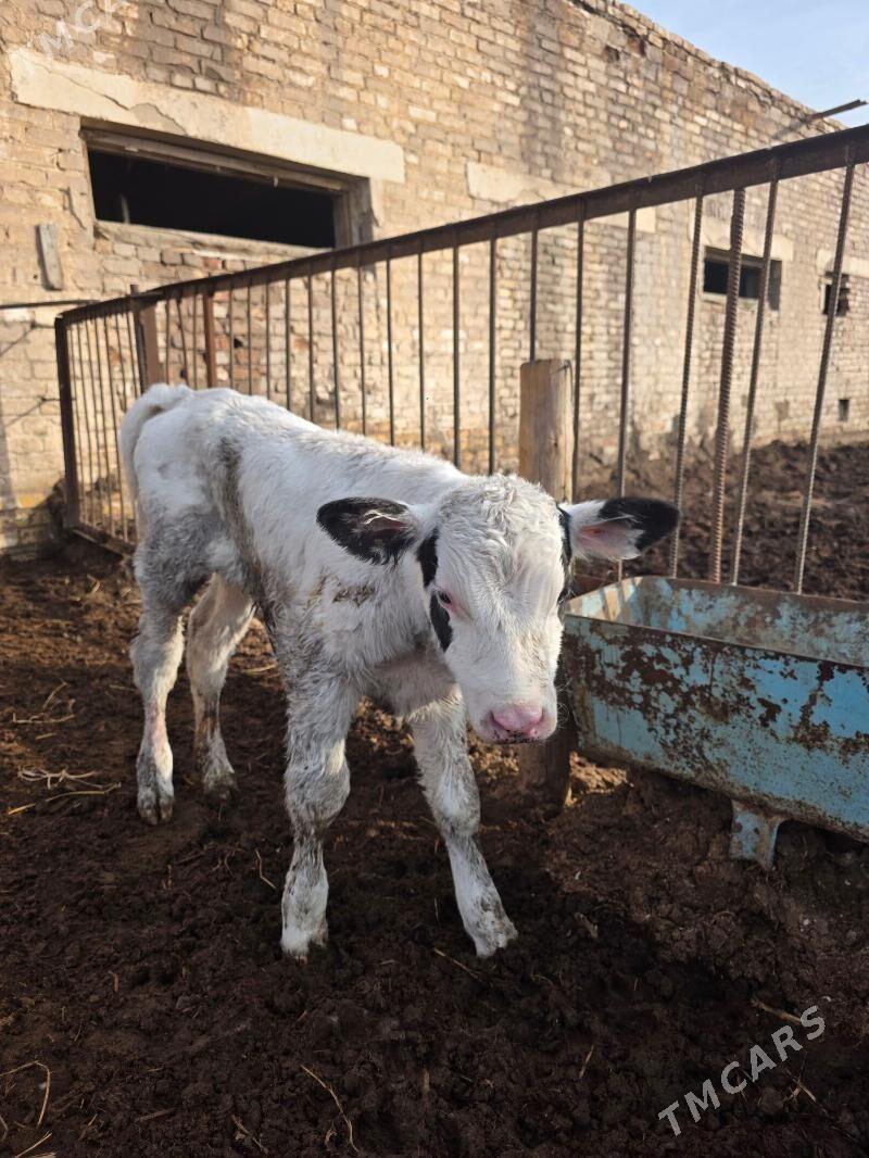 Окизче - Çärjew - img 1