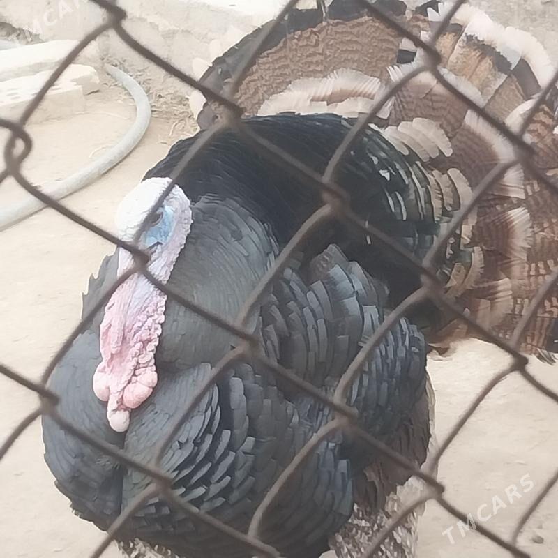 INDUK. - Murgap - img 1