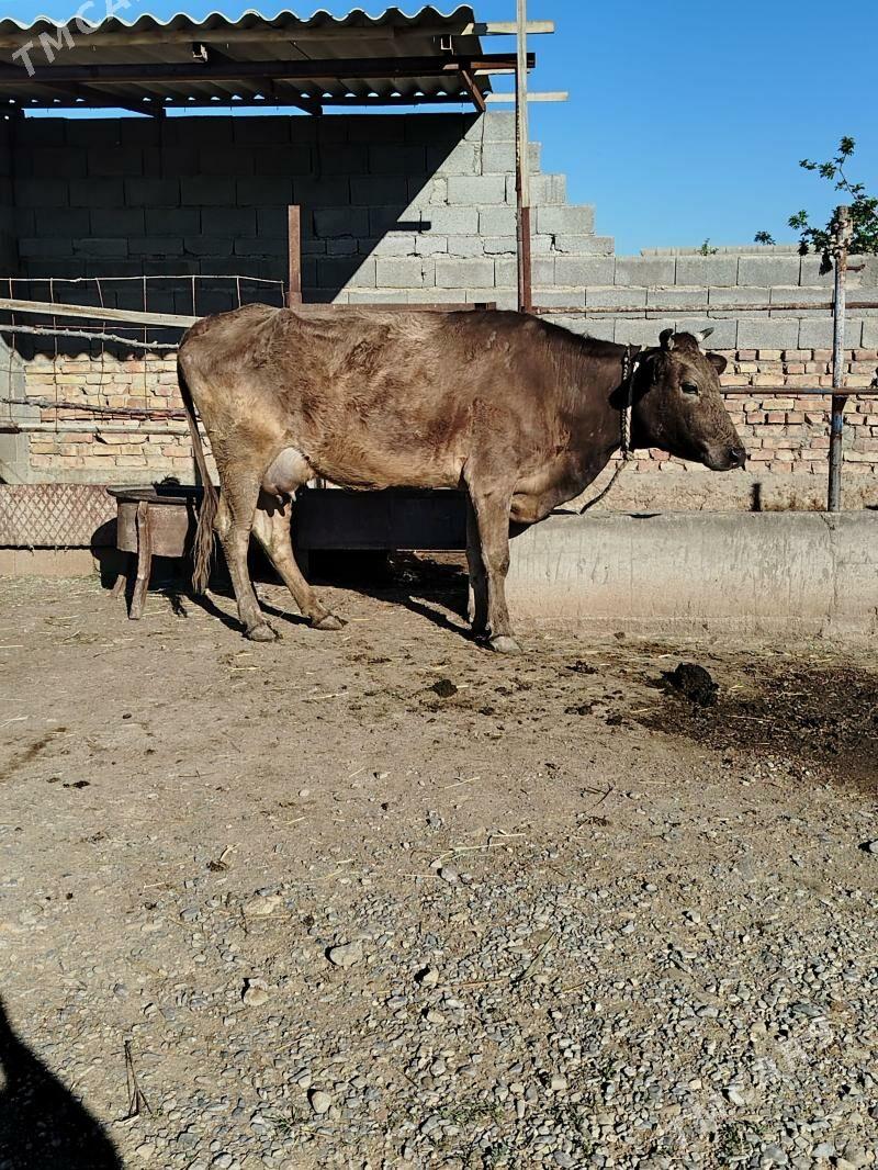 Göleli sygyr - Bäherden - img 1