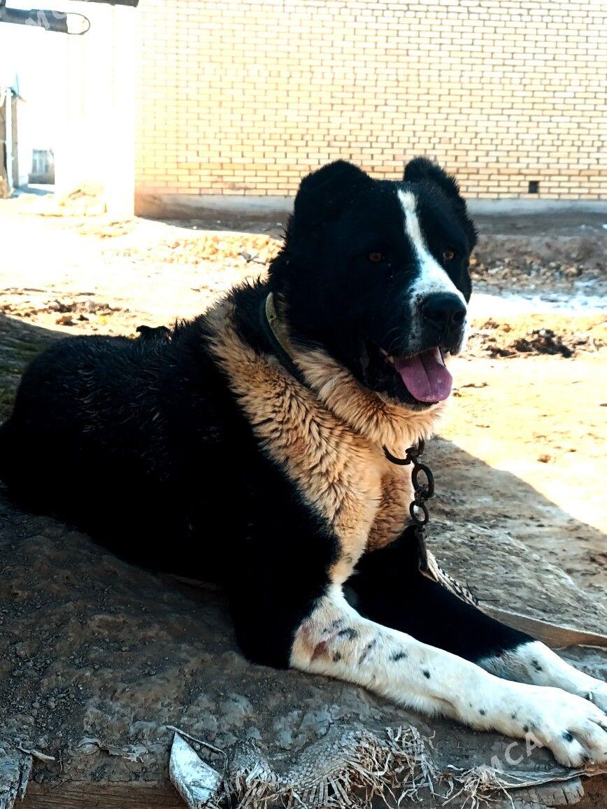 Garahan - Мары - img 1