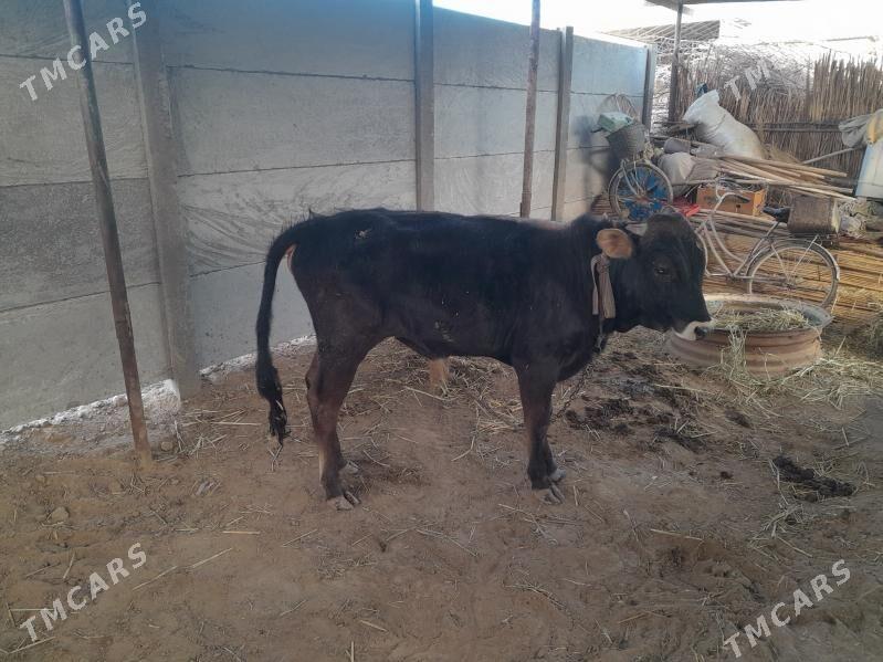 Sirmyrat - Sakarçäge - img 1