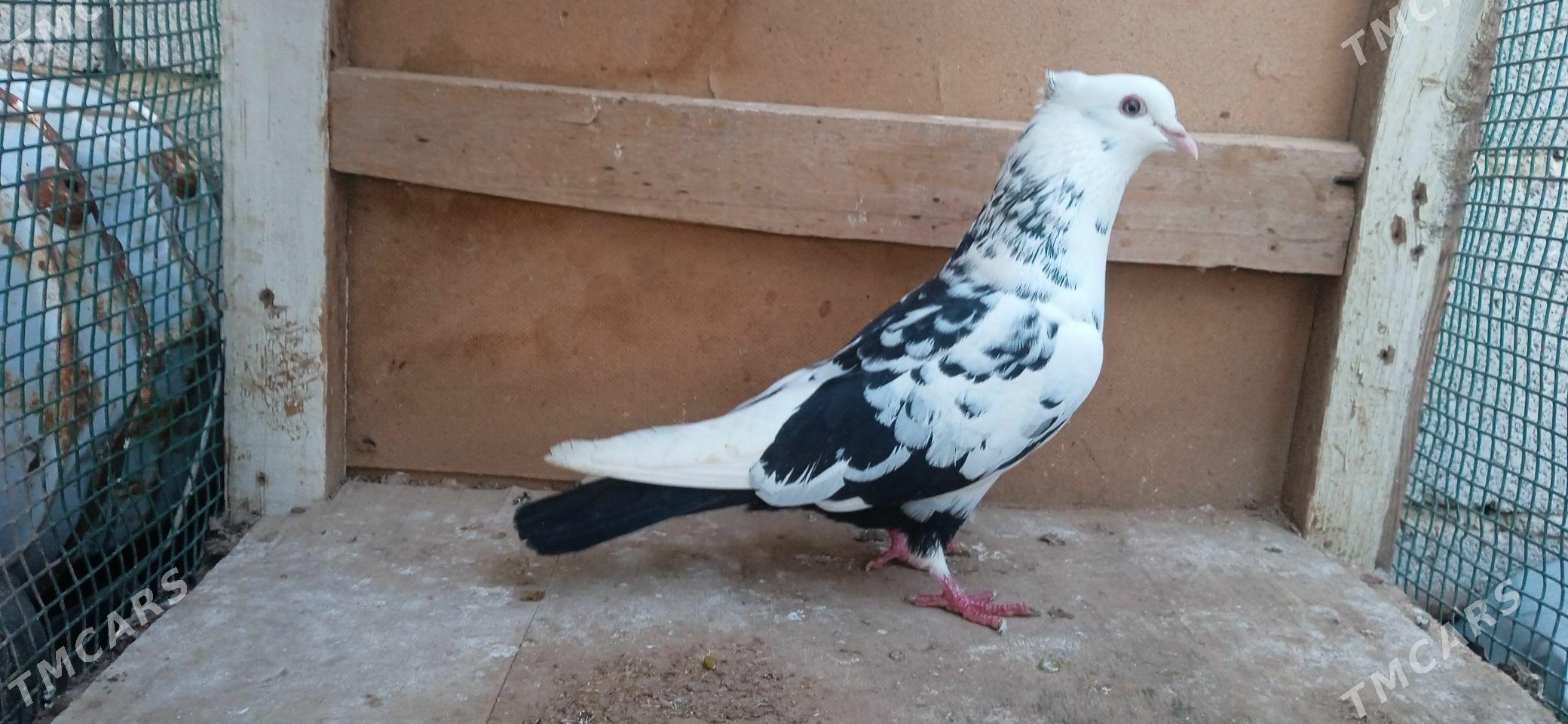 kepderi - Tejen - img 1