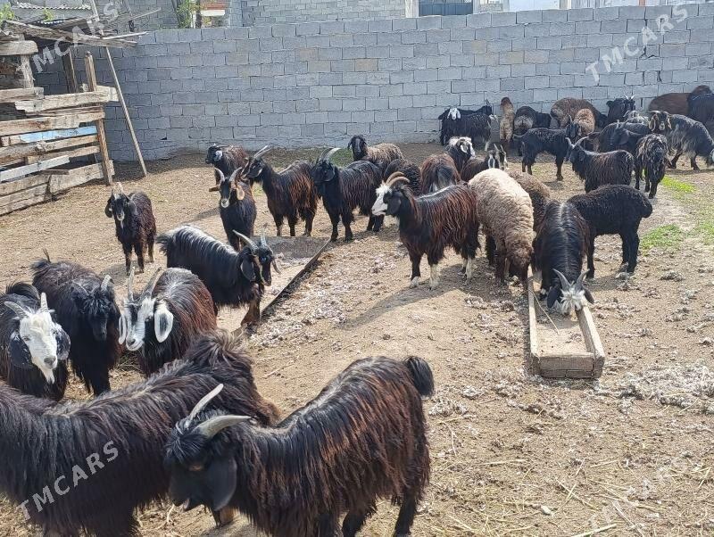 Goyun geci - Багир - img 1