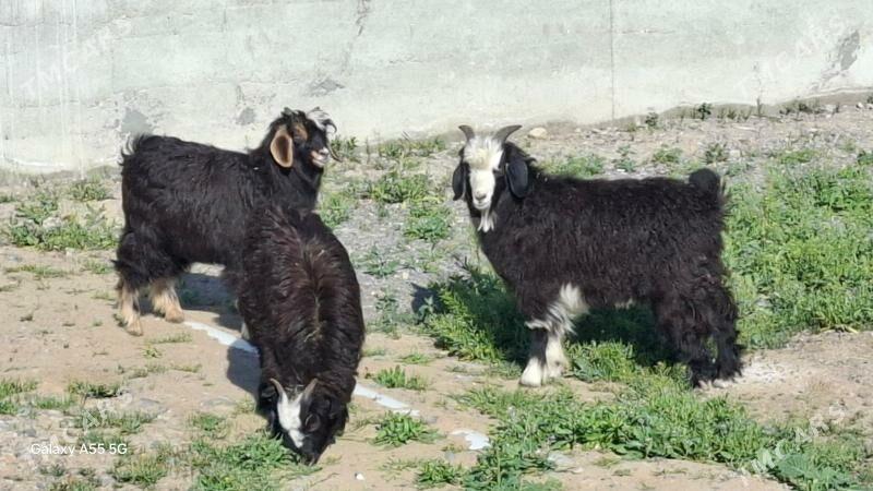 cebis - Гарадамак - img 1