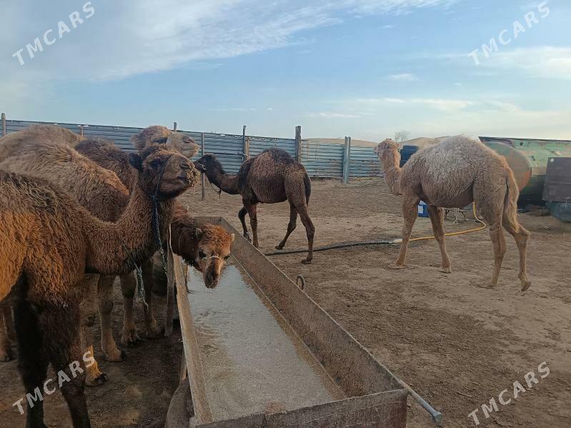 Torum - Jebel - img 1