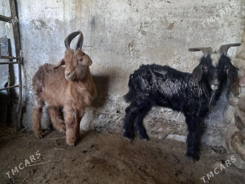 Erkeçler - Bäherden - img 1