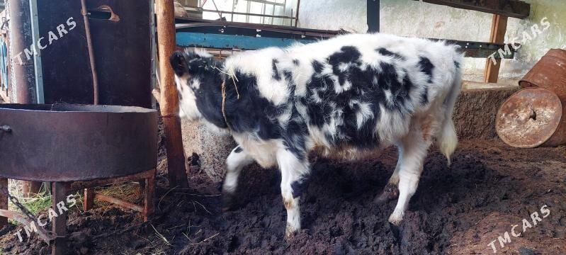 okuz gole - Garadamak - img 1