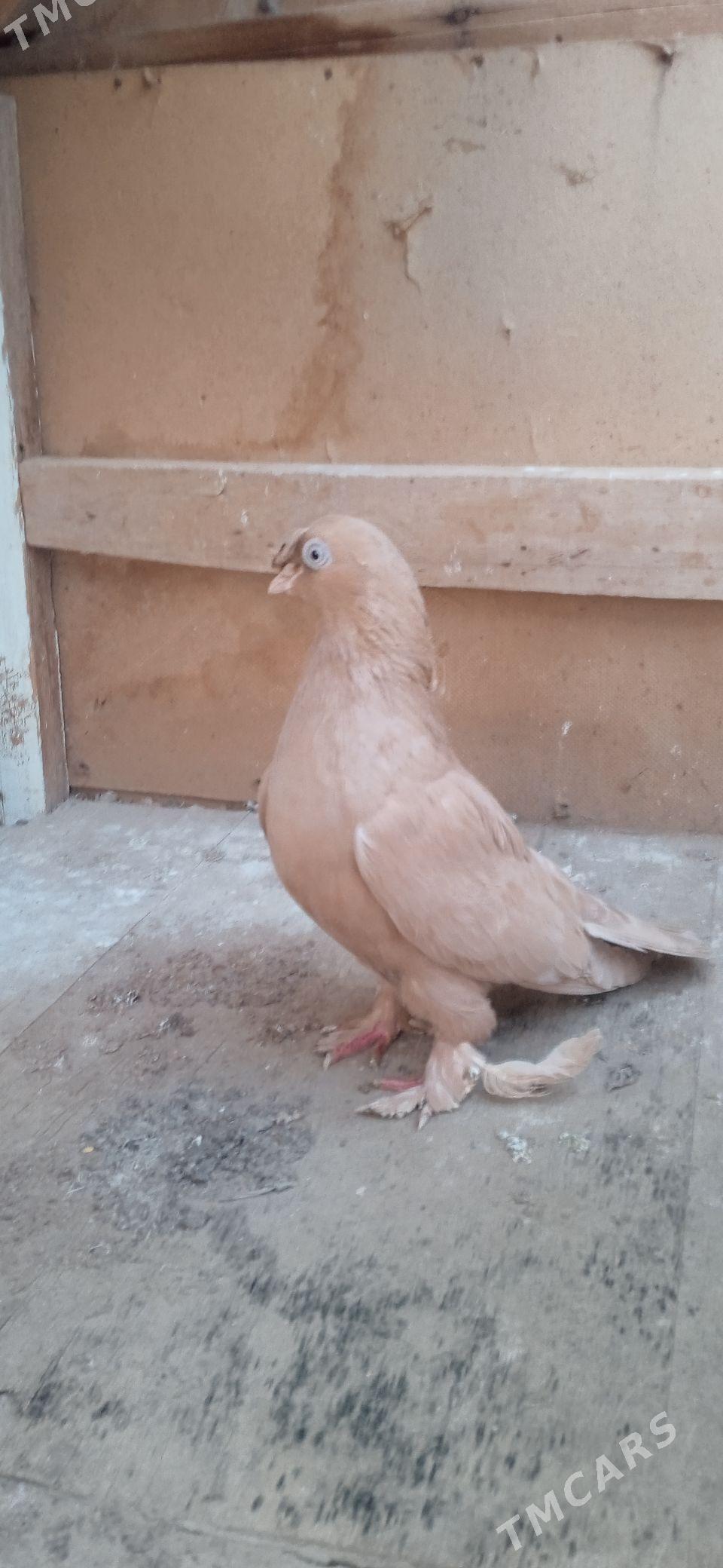 kepderi - Теджен - img 1