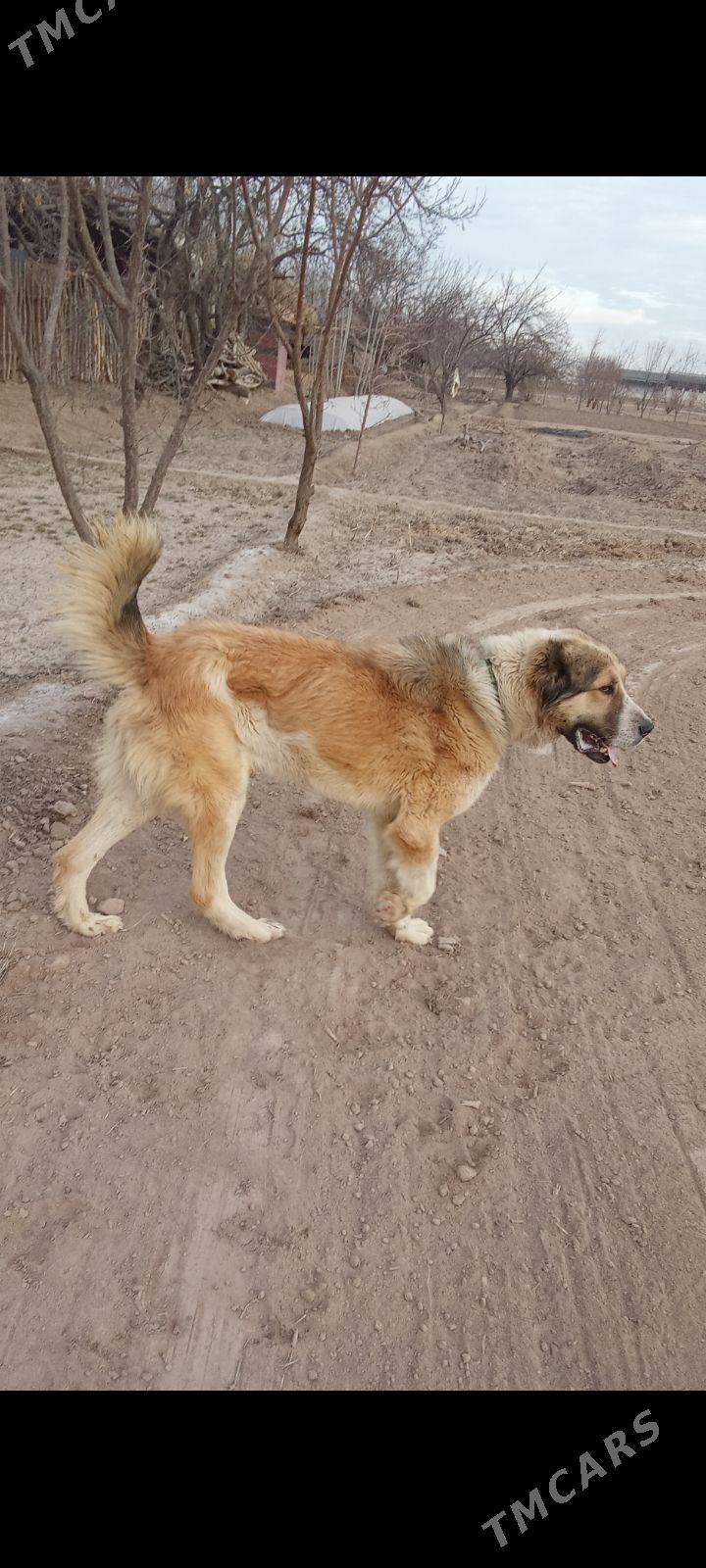 tm alabaý - Дашогуз - img 1