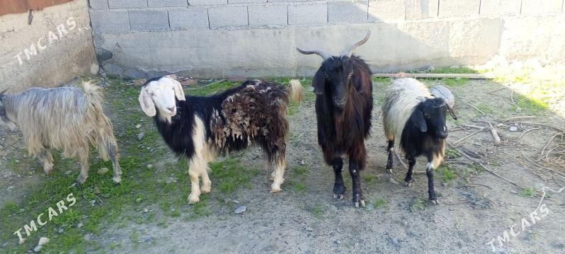 Çewişler we dog - Bäherden - img 1