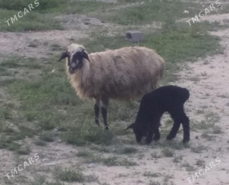 Guzuly goyun owlakly geci - Kaka - img 1