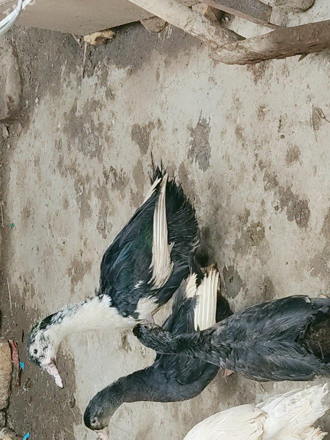 ordek muskus - Türkmenabat - img 1