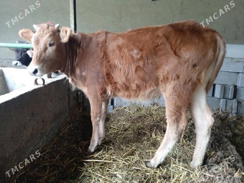 tüwe (sygyr,okuz,gole) - Bäherden - img 1