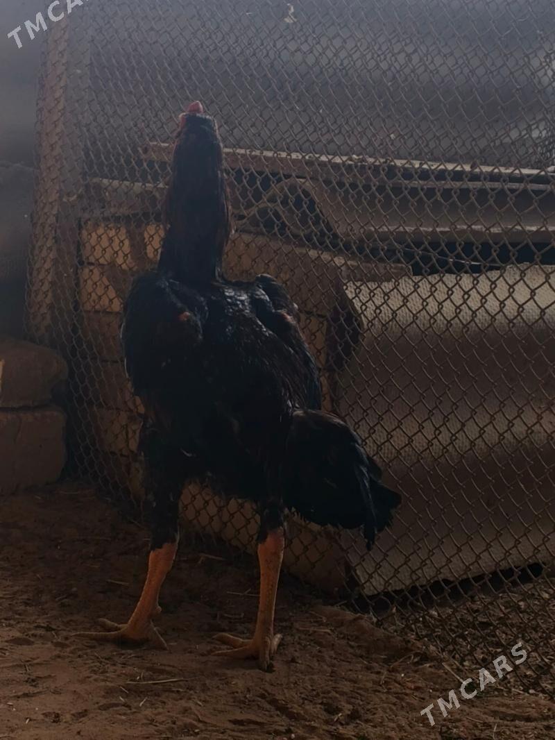 horaz - Мары - img 1