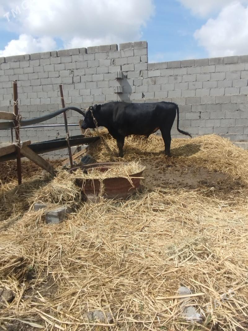 öküz - Бахарден - img 1