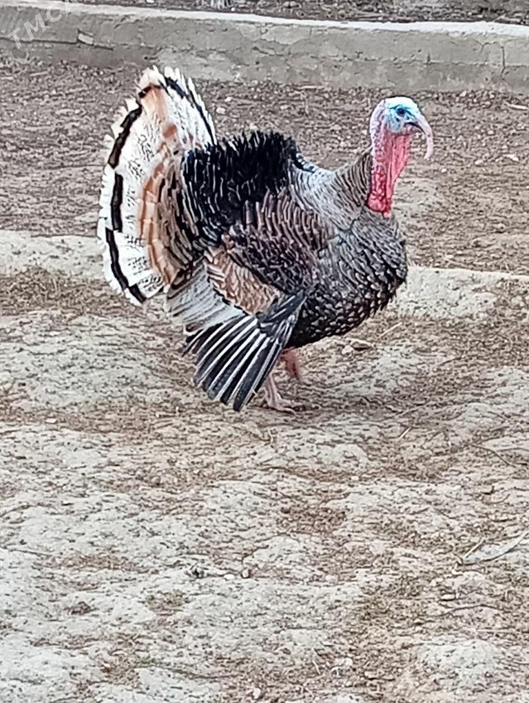 Erkek induk - Gyzylarbat - img 1