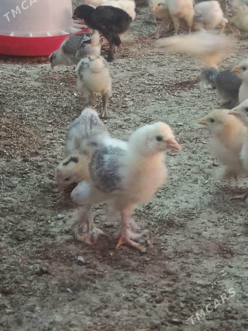 balgar juyje - Änew - img 1