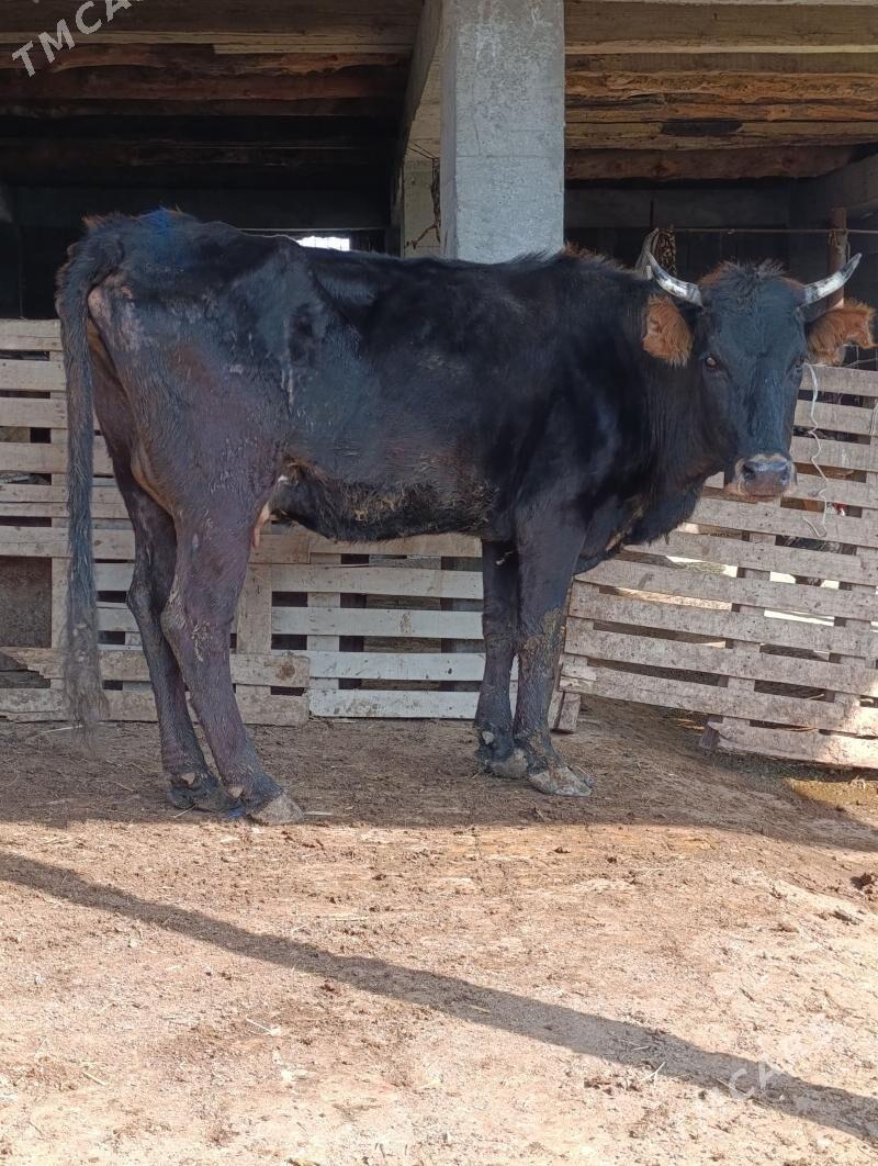 tohum goleli sygyr - Гёкдепе - img 1