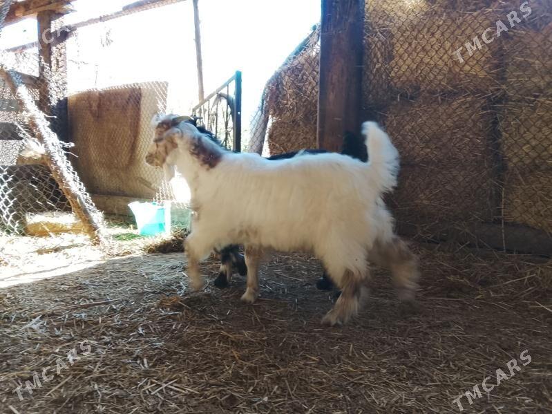 cebis - Bäherden - img 1