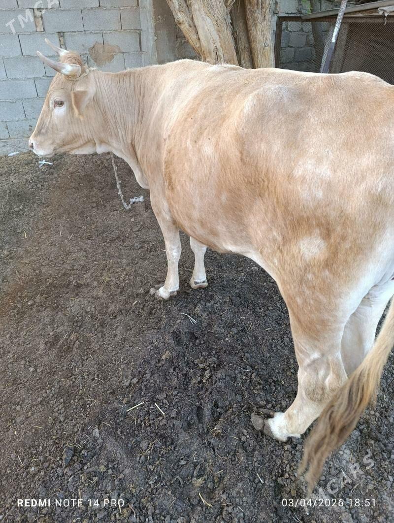 bakylan sygyr - Гарадамак - img 1