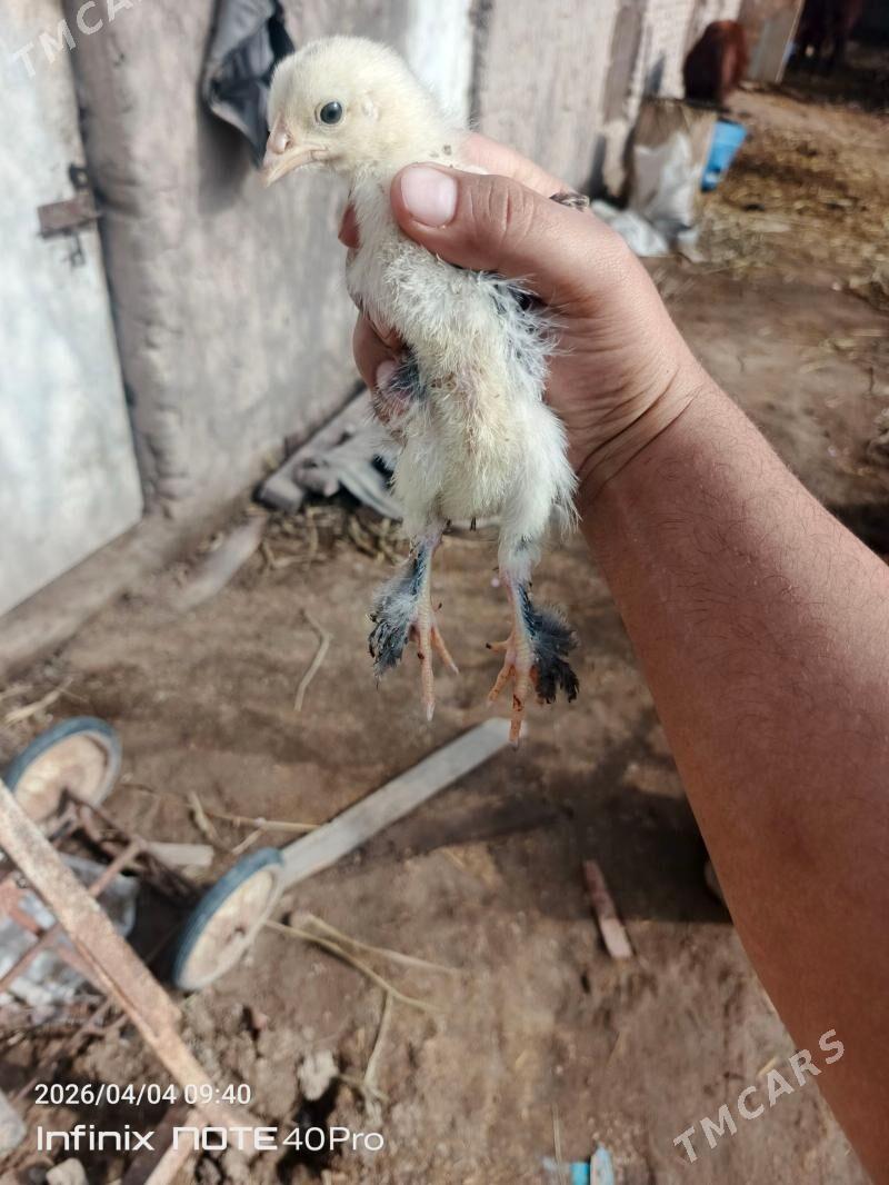 Брама жуйжеси - Дашогуз - img 1