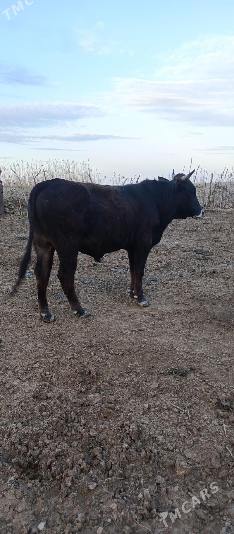 öküz - Гызыларбат - img 1