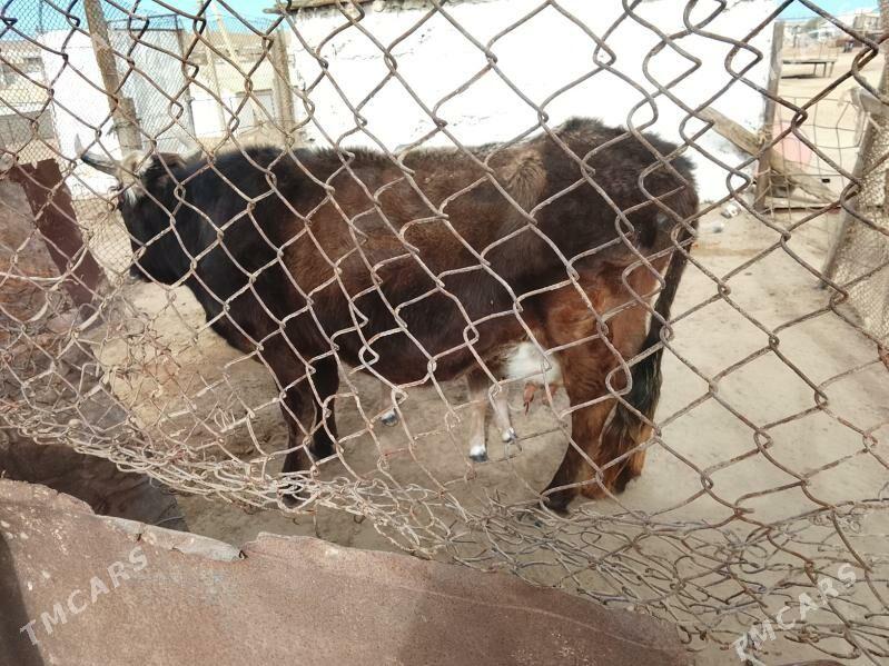 sygyr - Esenguly - img 1