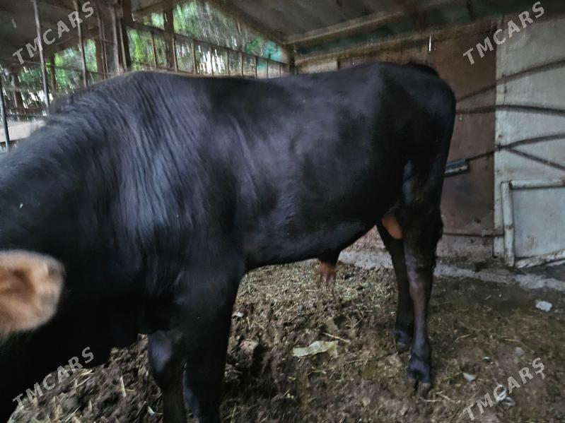 okuz - Aşgabat - img 1