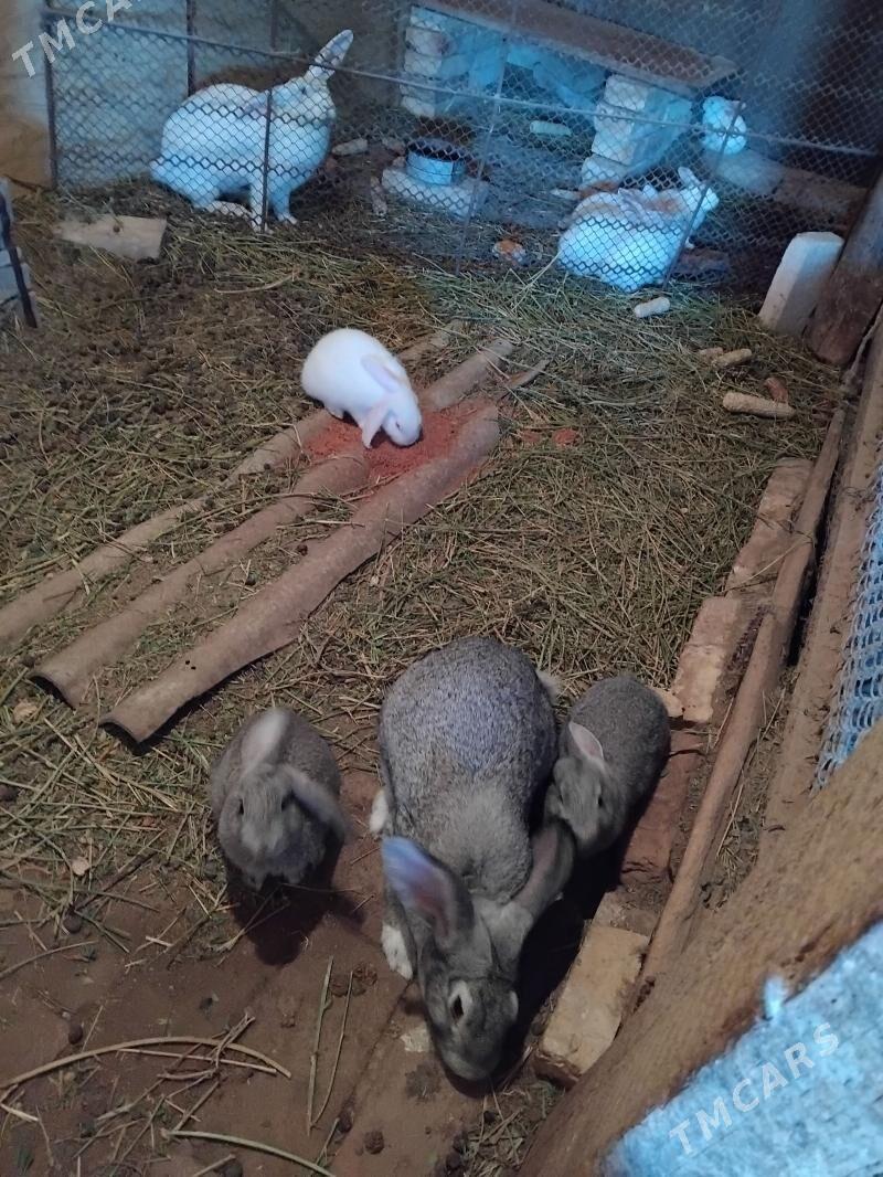 welikan towşan - Туркменабат - img 1