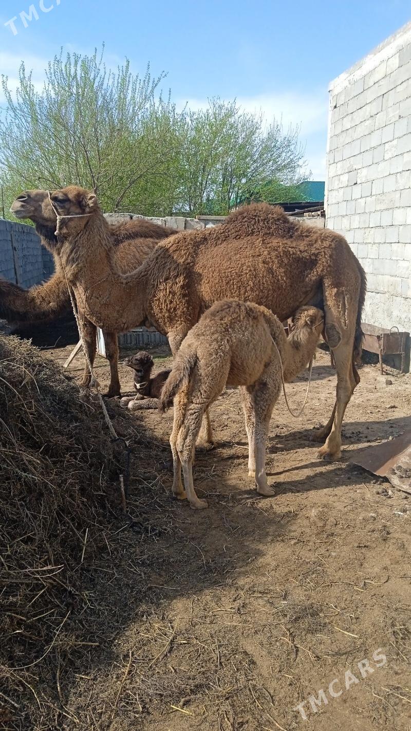 kosekliduye - Чоганлы - img 1